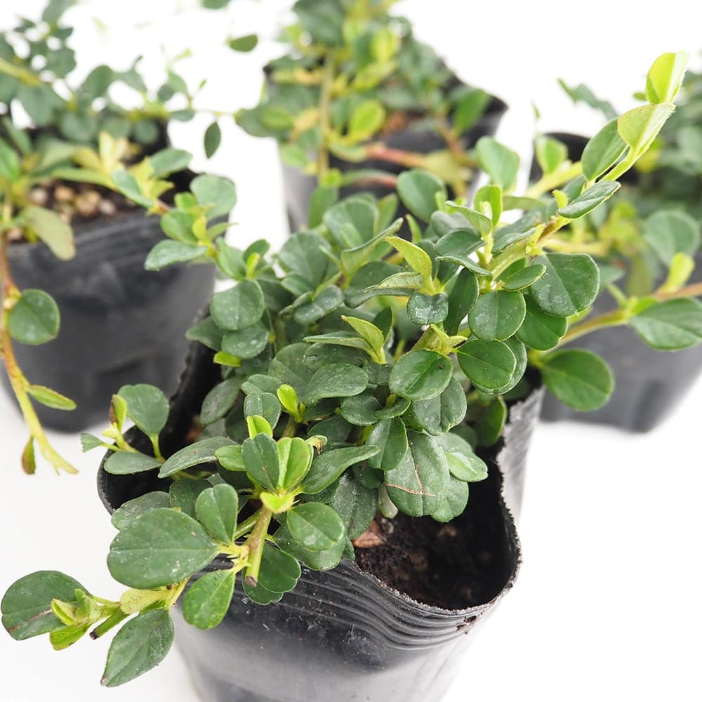 コトネアスター ストレイブスファインディング 【花木苗 3号】