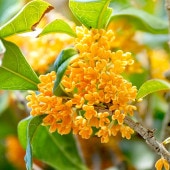 キンモクセイ 【花木苗 3.5号】|植木・花木