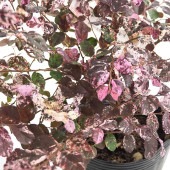 トキワマンサク 七彩 【花木苗 5号／1個売り】|植木・花木