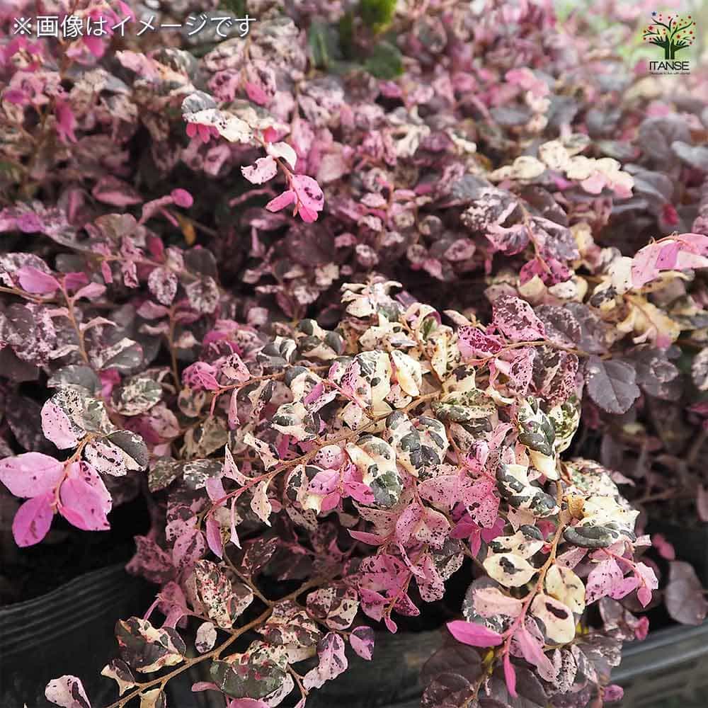 トキワマンサク 七彩 【花木苗 5号／1個売り】｜ 【植物のITANSE