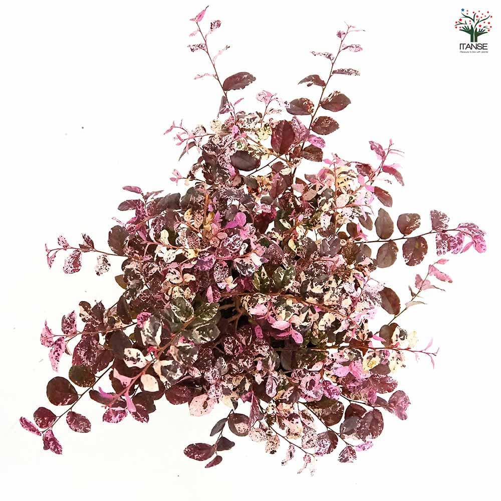 トキワマンサク 七彩 【花木苗 5号／1個売り】｜ 【植物のITANSE