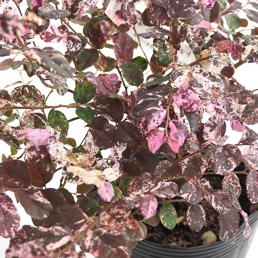 トキワマンサク 七彩 【花木苗 5号／1個売り】｜ 【植物のITANSE