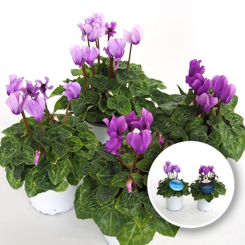 リューカデンドロン ベビーブーケット 【花苗 5号鉢／1個売り