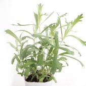 アルテミシア ホワイトプレーリー 【花苗 2.5号】|花苗