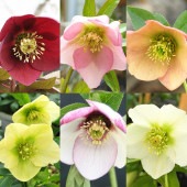 クリスマスローズ シングル咲きMIX2個〜 【花苗 3号】|花苗