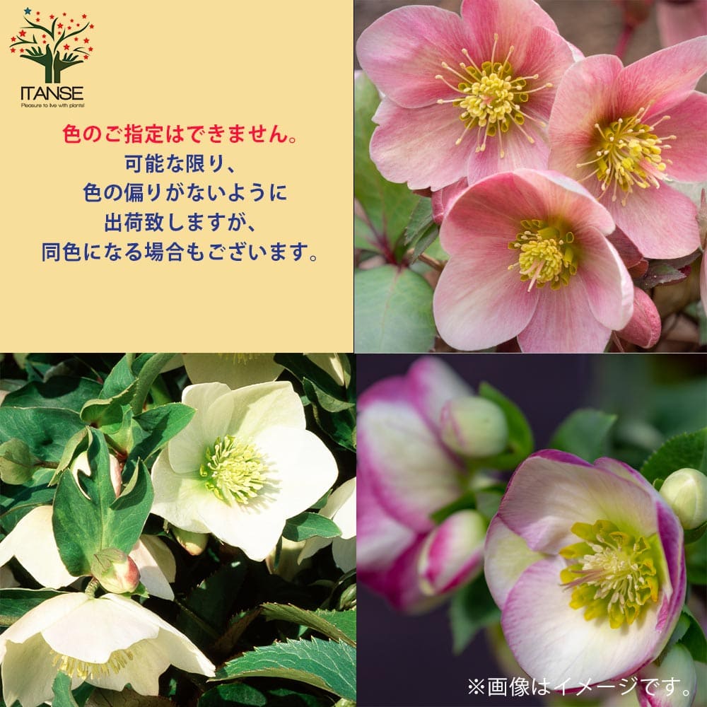 クリスマスローズ　シングル開花株1苗 ちび苗2苗 クリスマスローズ シングル咲きMIX2個～ 【花苗 3号】｜ 【植物の