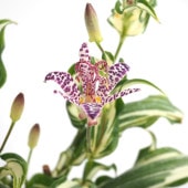 ホトトギス 三光斑 【花苗 3号】|花苗