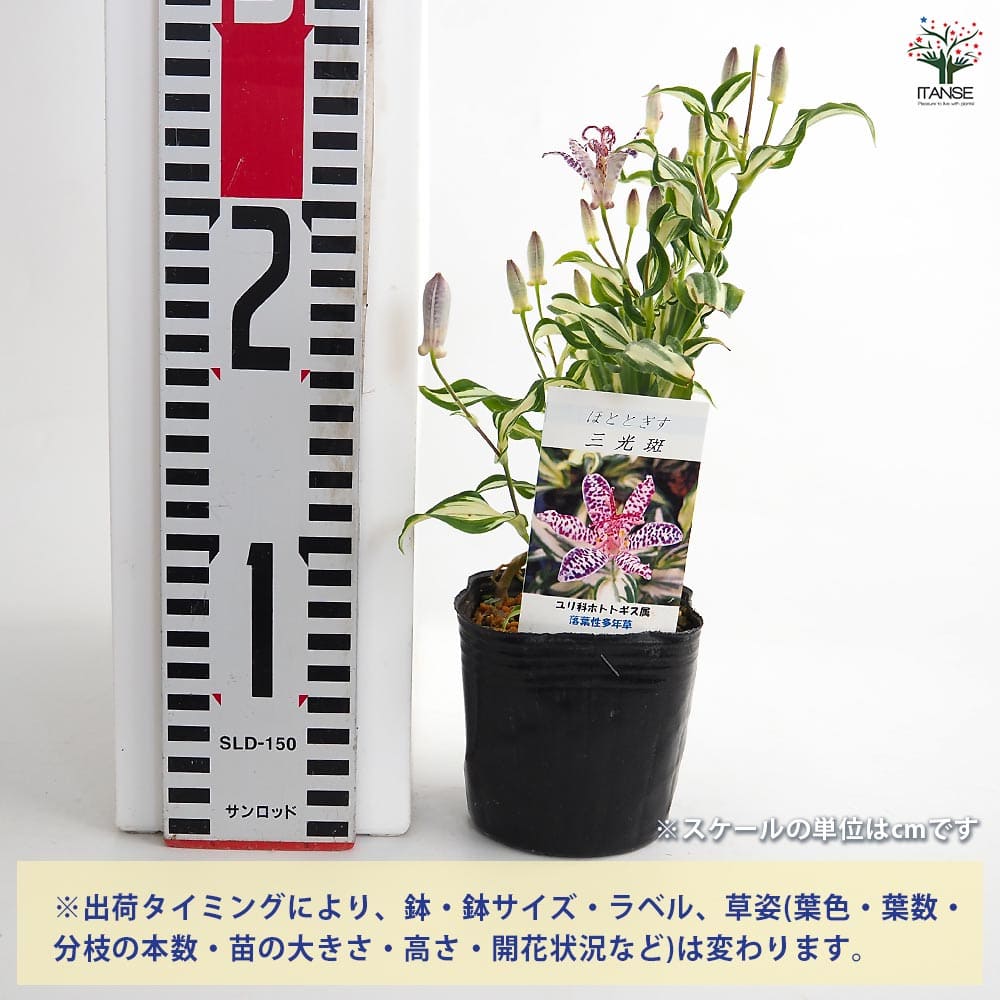 ホトトギス 三光斑 【花苗 3号】｜ 【植物のITANSE】全品送料