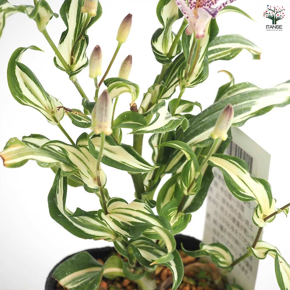 ホトトギス 三光斑 【花苗 3号】｜ 【植物のITANSE】全品送料