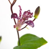 ホトトギス 松風 【花苗 3号】|花苗