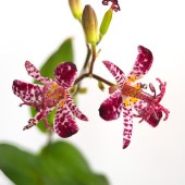 ホトトギス 満点の星 【花苗 3号】|花苗