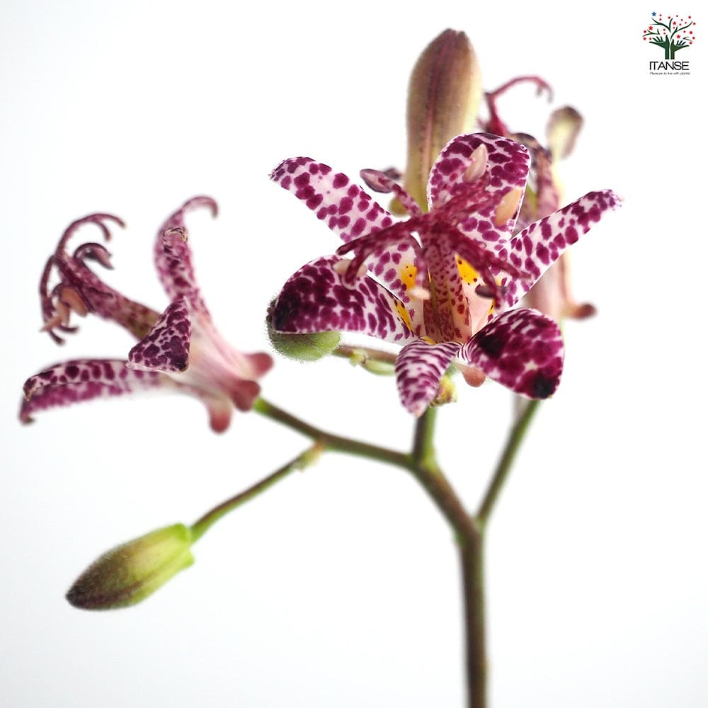 ホトトギス 満点の星 【花苗 3号】｜ 【植物のITANSE】全品送料