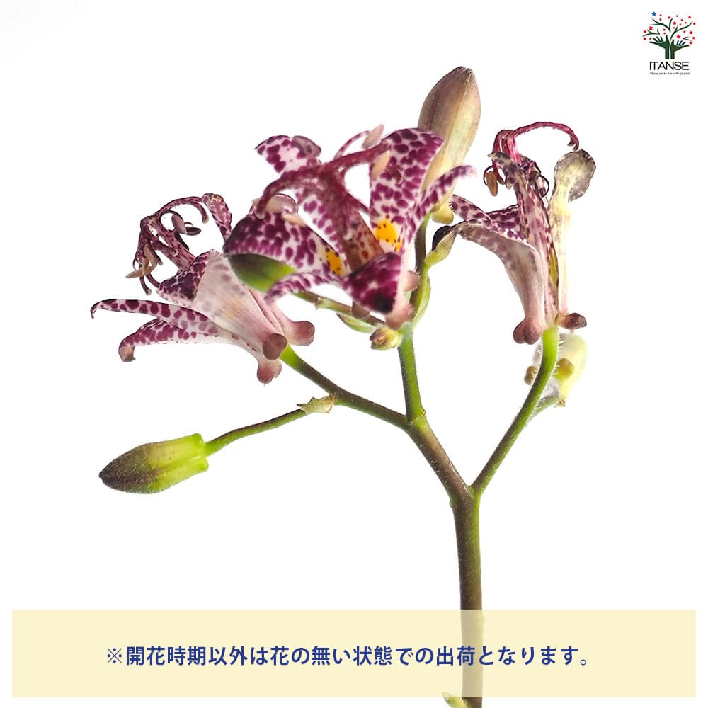 ホトトギス 満点の星 【花苗 3号】｜ 【植物のITANSE】全品送料
