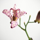 ホトトギス 百恵 【花苗 3号】|花苗