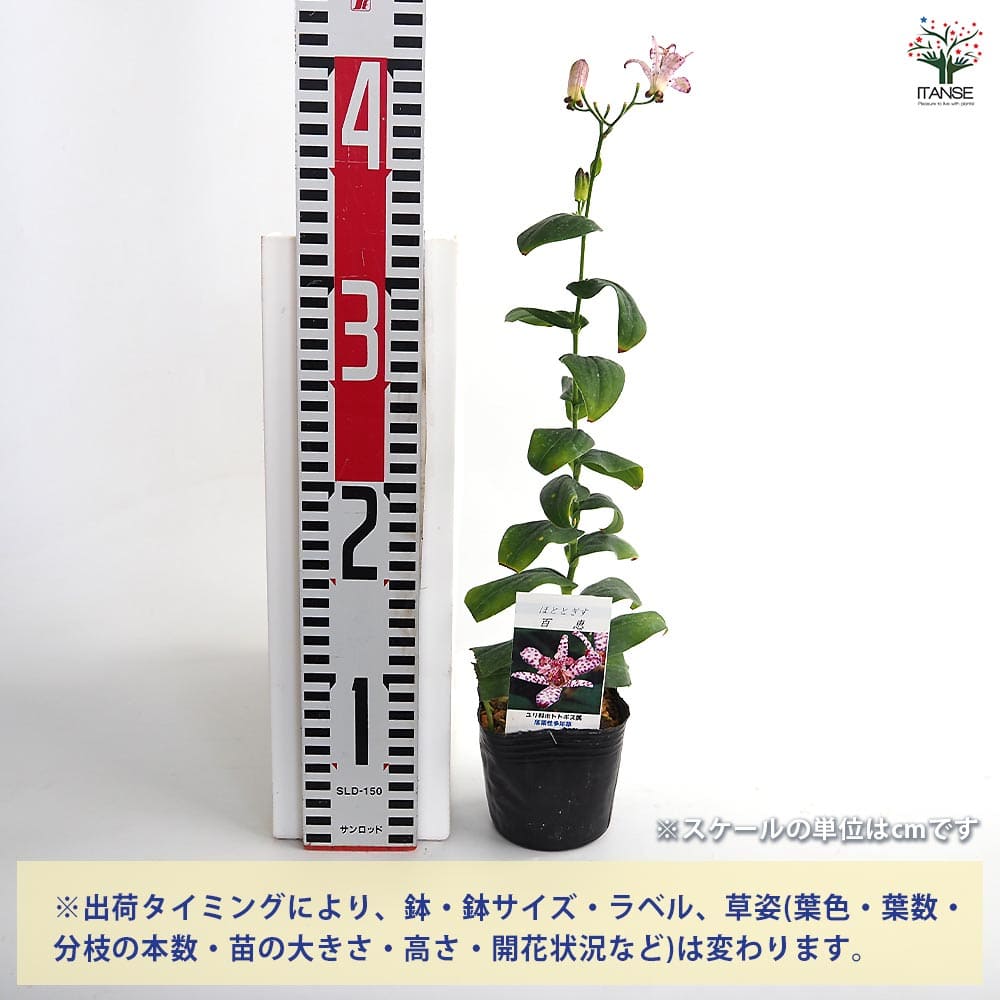 ホトトギス 百恵 【花苗 3号】｜ 【植物のITANSE】全品送料無料