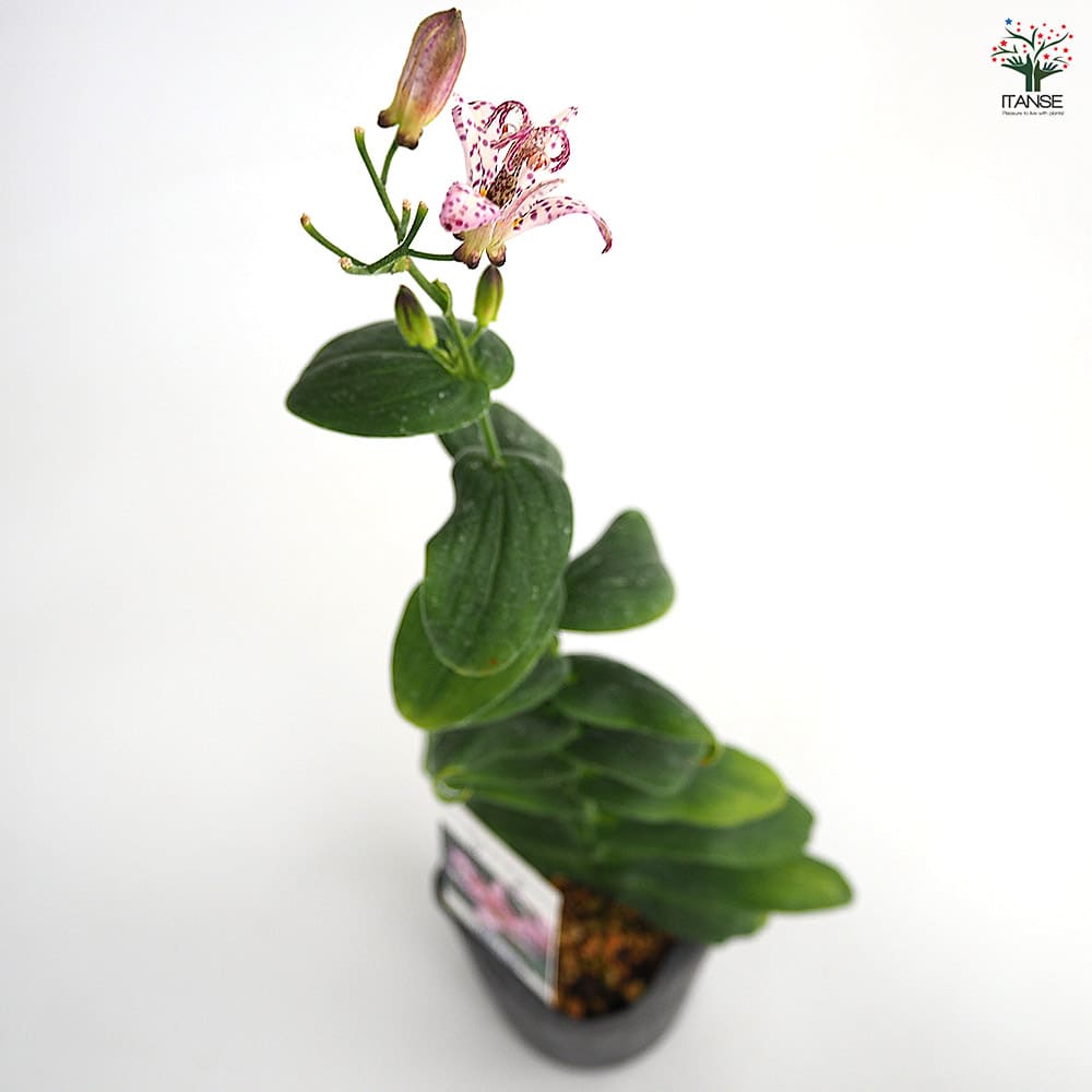 ホトトギス 百恵 【花苗 3号】｜ 【植物のITANSE】全品送料無料