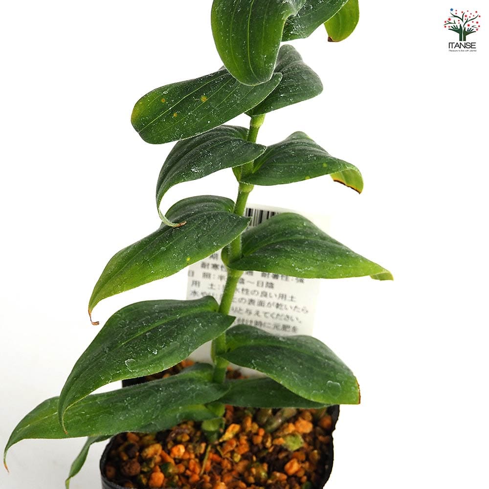 ホトトギス 100株 ホトトギス 百恵 【花苗 3号】｜ 【植物のITANSE】全品送料無料