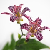 ホトトギス 紫光 【花苗 3号】|花苗