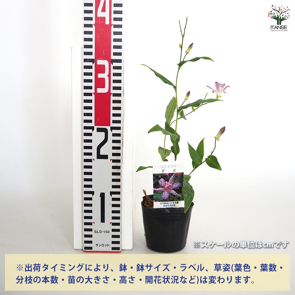 ホトトギス 紫光 【花苗 3号】｜ 【植物のITANSE】全品送料無料