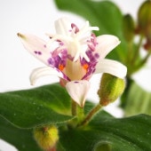 ホトトギス 紫酔 【花苗 3号】|花苗