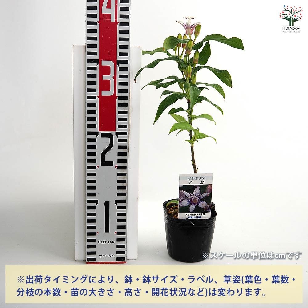 ホトトギス 紫酔 【花苗 3号】｜ 【植物のITANSE】全品送料無料