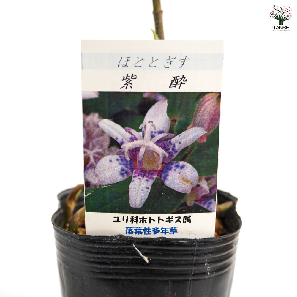 ホトトギス 紫酔 【花苗 3号】｜ 【植物のITANSE】全品送料無料
