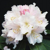 シャクナゲ スーパーローディー桃色吐息 【花木苗 3.5号】|植木・花木