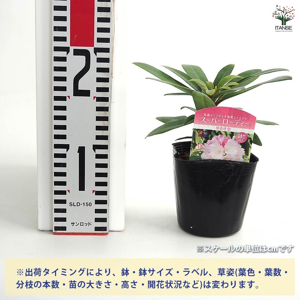 シャクナゲ スーパーローディー桃色吐息 【花木苗 3.5号】｜ 【植物の