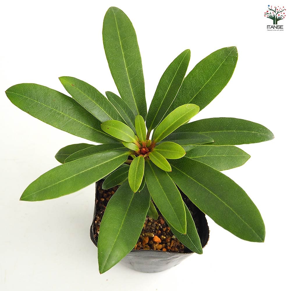 シャクナゲ スーパーローディー桃色吐息 【花木苗 3.5号】｜ 【植物の