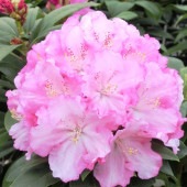 シャクナゲ スーパーローディーピンククラウド 【花木苗 3.5号】|植木・花木