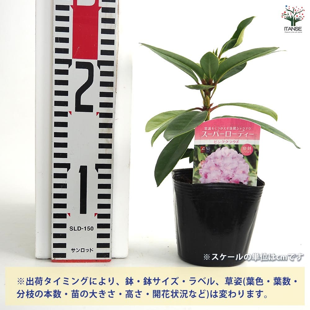 シャクナゲ スーパーローディーピンククラウド 【花木苗 3.5号