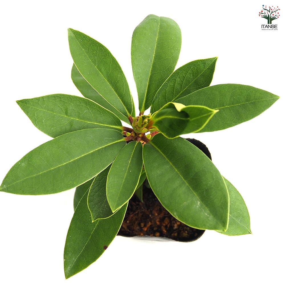 シャクナゲ スーパーローディーピンククラウド 【花木苗 3.5号