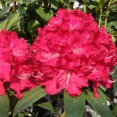 シャクナゲ スーパーローディープロミネンス 【花木苗 3.5号】|植木・花木