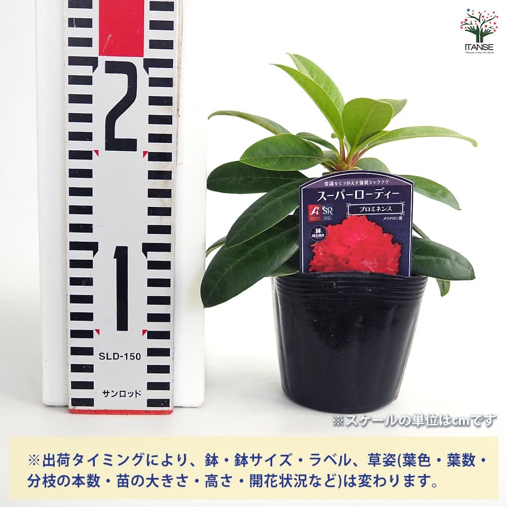 シャクナゲ スーパーローディープロミネンス 【花木苗 3.5号