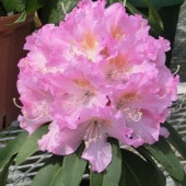 シャクナゲ スーパーローディービューティーエンプレス 【花木苗 3.5号】