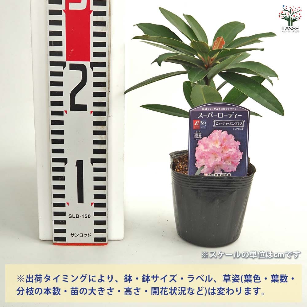 シャクナゲ12寸法ボリュームある写真品物です シャクナゲ スーパーローディービューティーエンプレス 【花木苗 3.5号