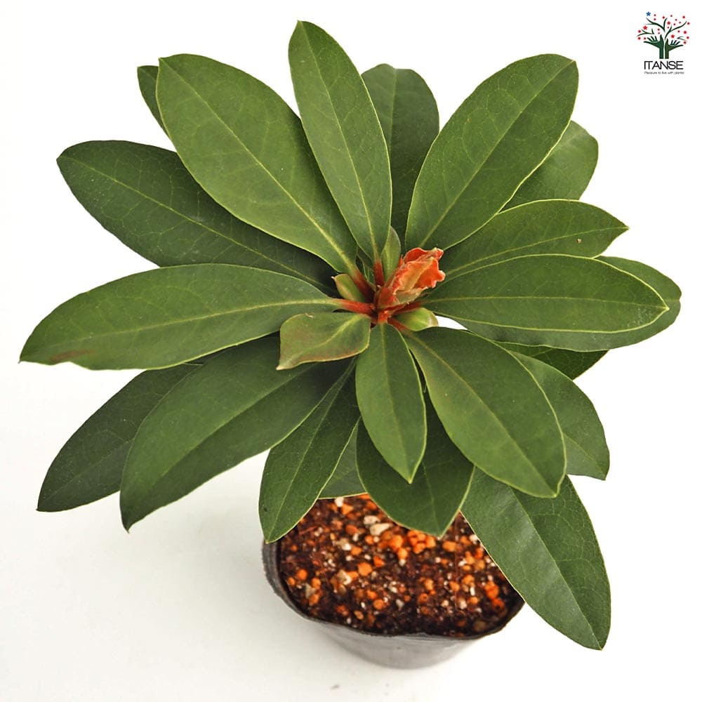 シャクナゲ スーパーローディービューティーエンプレス 【花木苗 3.5号