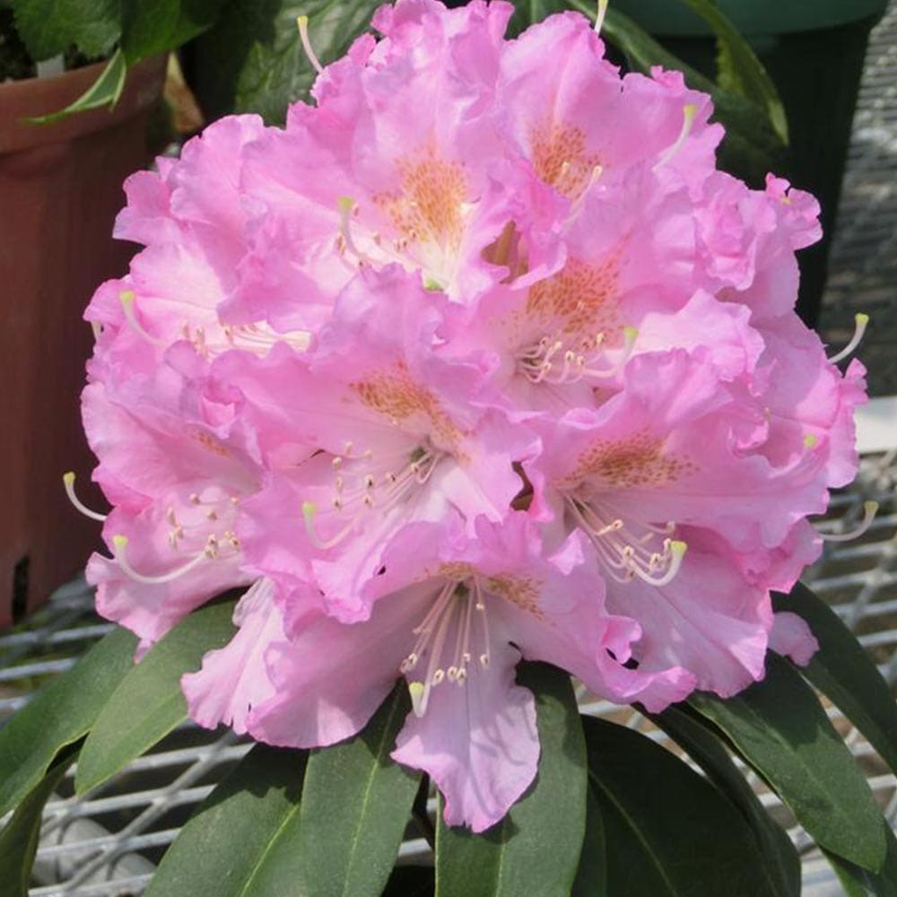 シャクナゲ スーパーローディービューティーエンプレス 【花木苗 3.5号】