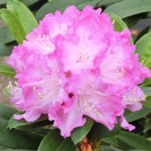 シャクナゲ スーパーローディーサクラシフォン 【花木苗 3.5号】|植木・花木