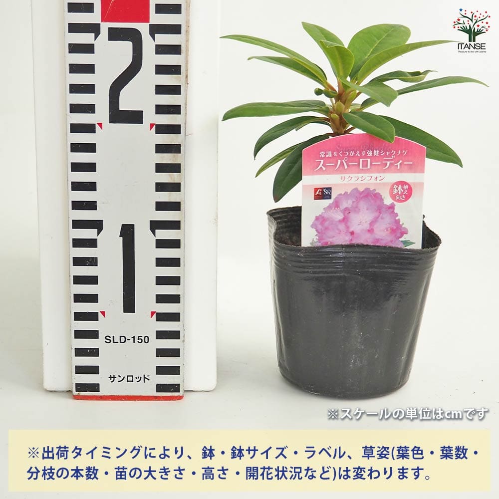 シャクナゲ スーパーローディーサクラシフォン 【花木苗 3.5号