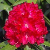 シャクナゲ スーパーローディーバーニングラブ 【花木苗 3.5号】|植木・花木