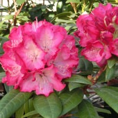 シャクナゲ スーパーローディーストロベリーサンデー 【花木苗 3.5号】|植木・花木