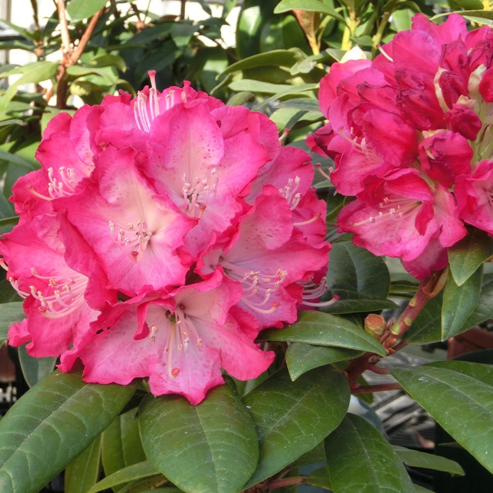 シャクナゲ スーパーローディーストロベリーサンデー 【花木苗 3.5号】