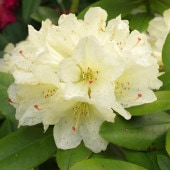 シャクナゲ スーパーローディー黄山 【花木苗 3.5号】