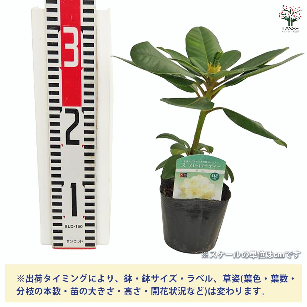 シャクナゲ スーパーローディー黄山 【花木苗 3.5号】｜ 【植物の