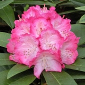 シャクナゲ スーパーローディースイートハート 【花木苗 3.5号】|植木・花木