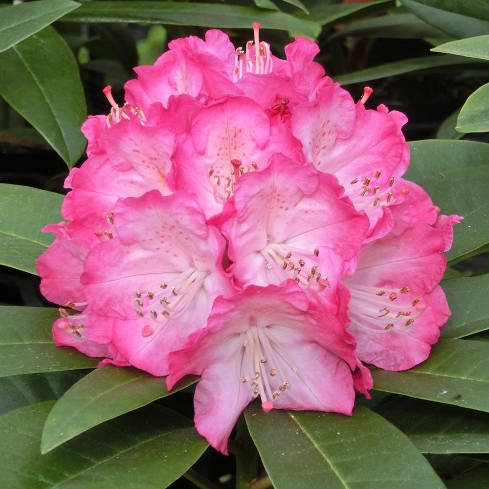 シャクナゲ スーパーローディースイートハート 【花木苗 3.5号】