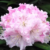 シャクナゲ スーパーローディーダブルブーケ 【花木苗 3.5号】|植木・花木