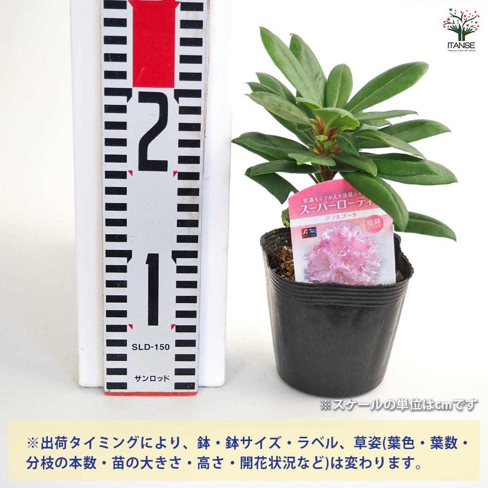 シャクナゲ スーパーローディーダブルブーケ 【花木苗 3.5号