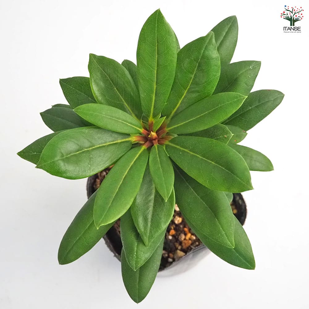 シャクナゲ スーパーローディーダブルブーケ 【花木苗 3.5号